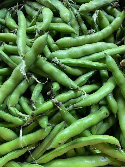 Image of fava beans