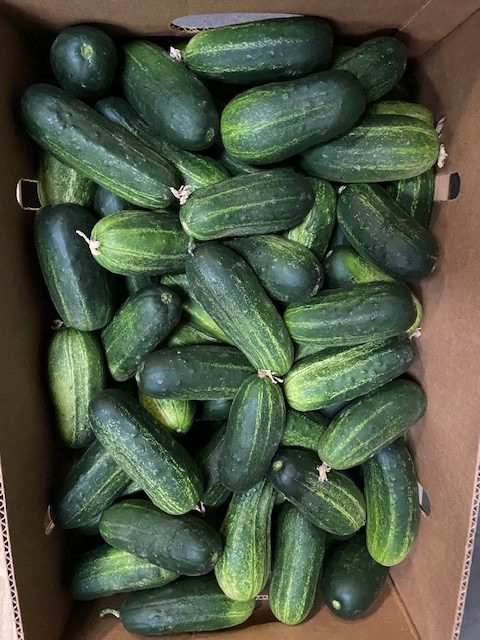 image of pickling cucumbers